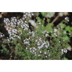Timjan frn Provence - TIMO DI PROVENZA