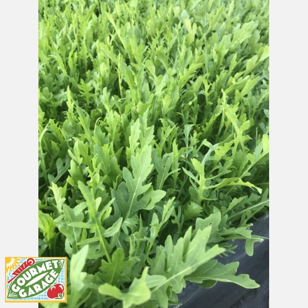 Rucola selvatica Sel. Extra - STORPACK