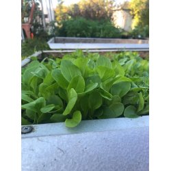 Sallat Little Gem (cossallat) - STORPACK