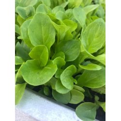 Sallat Little Gem (cossallat) - STORPACK