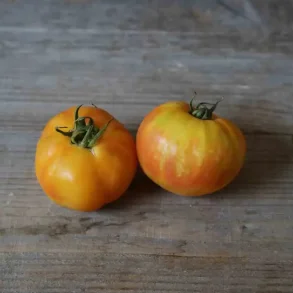 Tomat BIG RAINBOW - Ekologiska frer