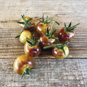 Tomat Blue Cream Berries - Ekologiska frer