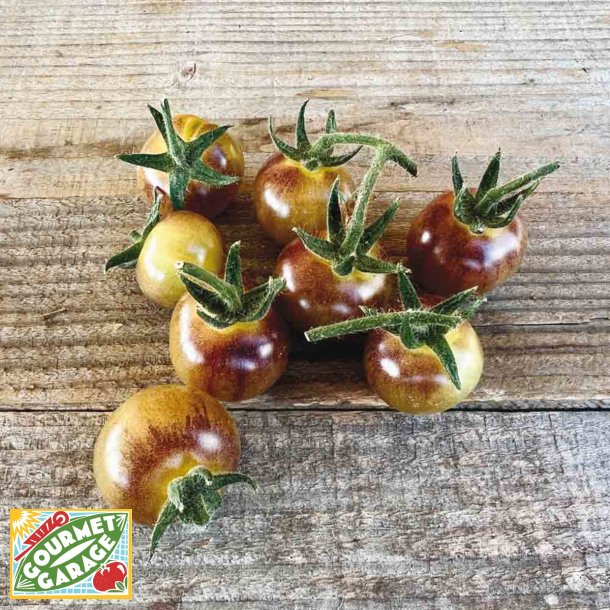 Tomat Blue Cream Berries - Ekologiska frer