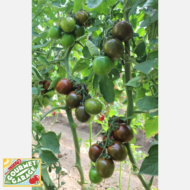 Tomat PO1153 F1 (Camone)