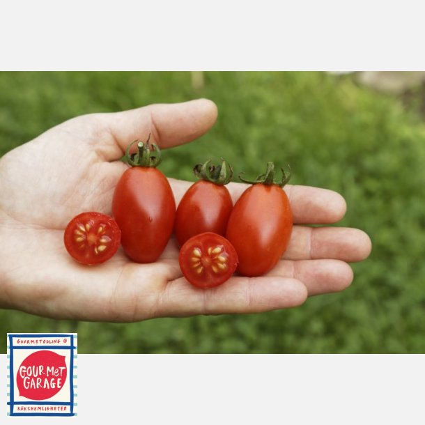 Tomat Celsior - ekologiska fröer