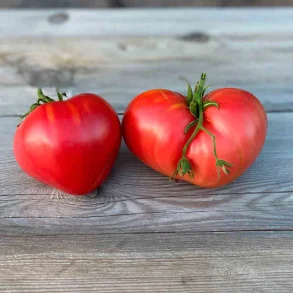 Tomat COEUR - Ekologiska frer