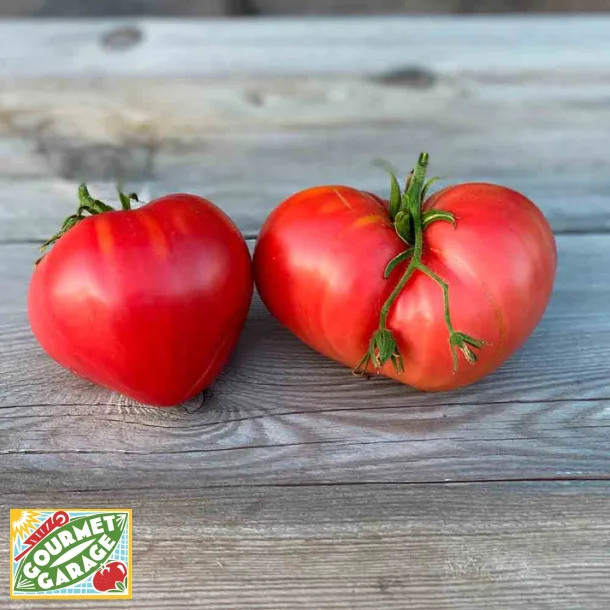 Tomat COEUR - Ekologiska frer