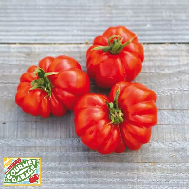 Tomat COSTOLUTO GENOVESE - ekologiska frer