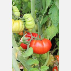 Tomat COSTOLUTO FIORENTINO (Franchi)