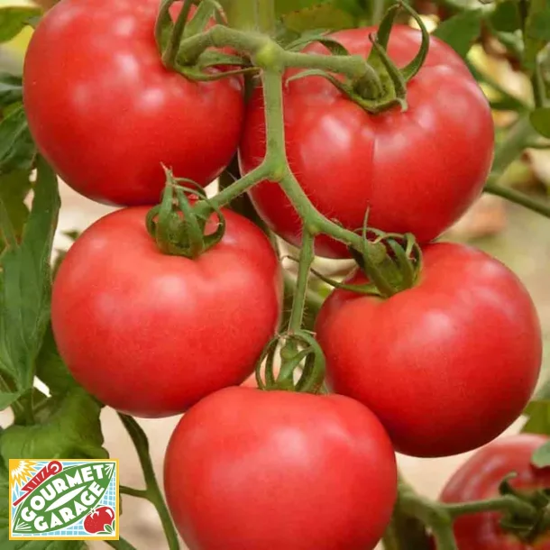 Tomat FAWORYT RASPBERRY - ekologiska frer 
