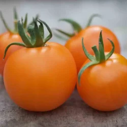 Tomat ORANGE BOURGOIN - Ekologiska fr�er