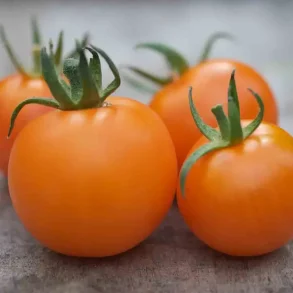 Tomat ORANGE BOURGOIN - Ekologiska fr�er