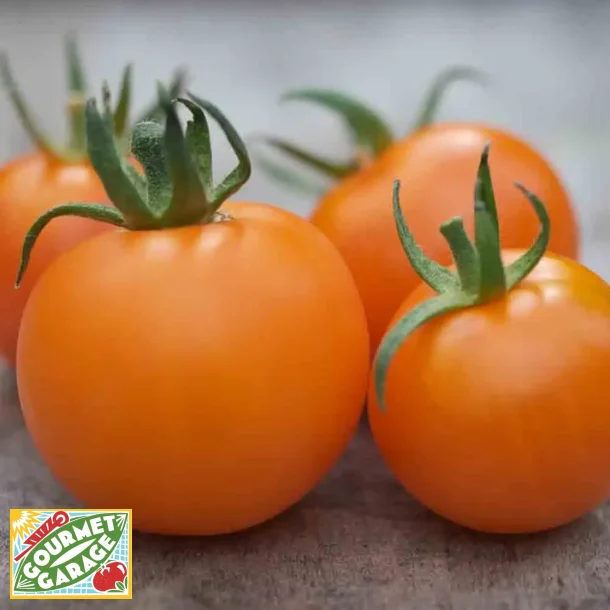 Tomat ORANGE BOURGOIN - Ekologiska fr�er