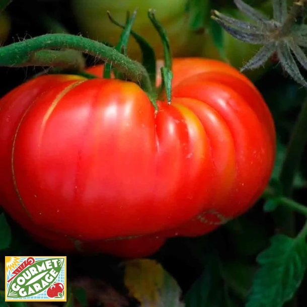 Tomat POTIRON �CARLATE - Ekologiska fr�er