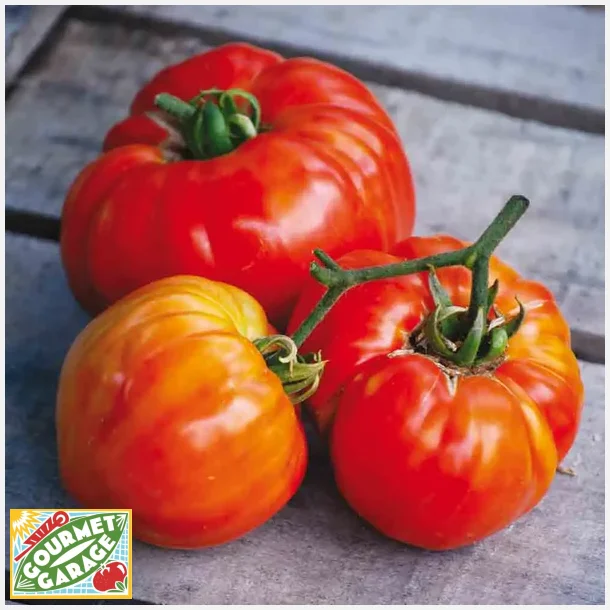 Tomat SAINTE LUCIE - Ekologiska fr�er