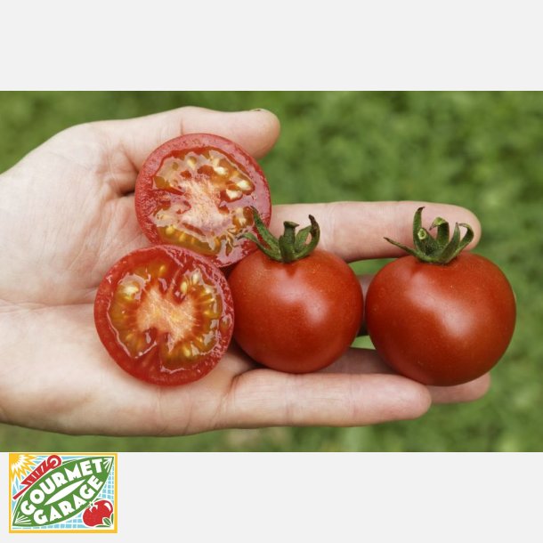 Tomat Vivaroma - ekologiska frer