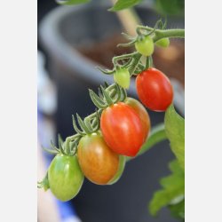 Tomat PICCOLO DATTERO F.1 (Valido F.1) 