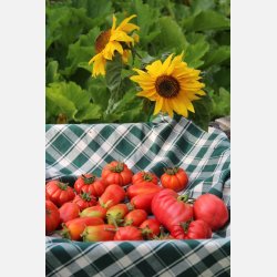 Tomat COSTOLUTO FIORENTINO (Franchi)