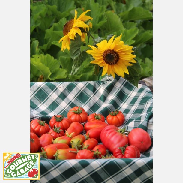 Tomat Costoluto Fiorentino