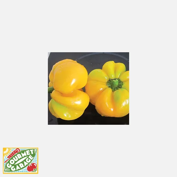 Paprika Topepo giallo (papacella napoletana) - minifrpackning