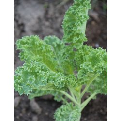 Kl (cavolo laciniato) TORZELLA