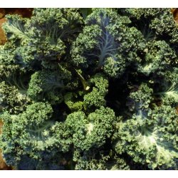 Kl (cavolo laciniato) TORZELLA