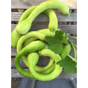 Zucchetta Tromba d'Albenga (Trombocino) - STORPACK