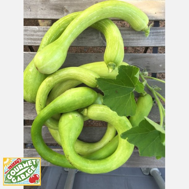 Zucchetta Tromba d'Albenga (Trombocino) - STORPACK