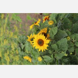 Solros Twilight zone 