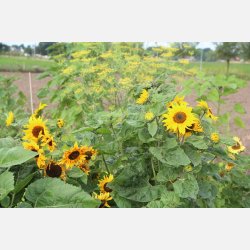 Solros Twilight zone 