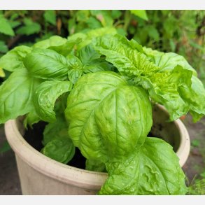 Basilika VALENTINO (Napoli) - STORPACK