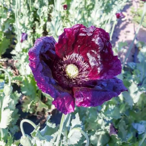 Vallmo AFTER MIDNIGHT - ekologiska frer