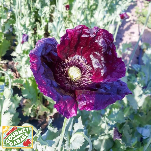 Vallmo AFTER MIDNIGHT - ekologiska frer