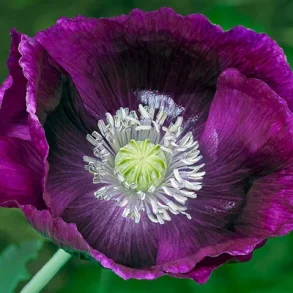 Vallmo Lauren's Grape - ekologiska frer