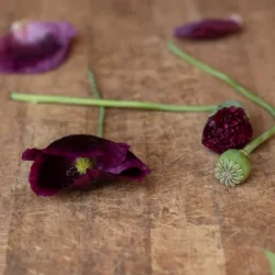 Pionvallmo NOIR - ekologiska fr�er