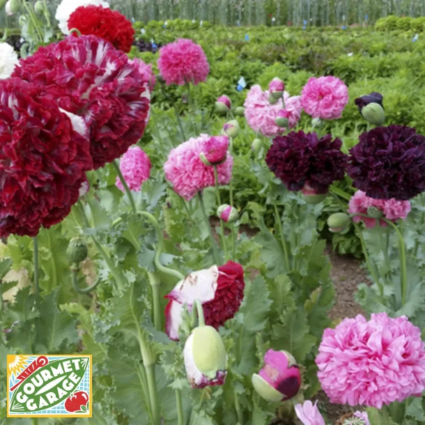 Vallmo PERKY PEONY MIX - Ekologiska fr�er