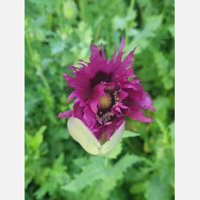 Vallmo Jimi's Purple Haze - ekologiska frer