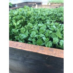 Vattenkrasse - Crescione delle fontane