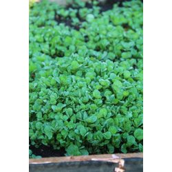 Vattenkrasse - Crescione delle fontane