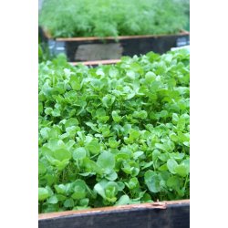 Vattenkrasse - Crescione delle fontane