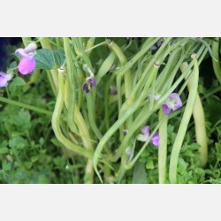 Vaxbna Beurre de Rocquencourt - STORPACK