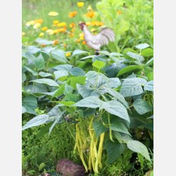 Vaxbna Beurre de Rocquencourt - STORPACK