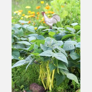 Vaxbna Beurre de Rocquencourt - STORPACK