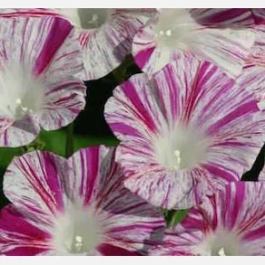 Purpurvinda Venice Pink - ekologiska frer