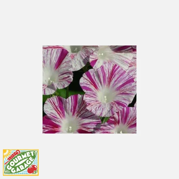 Purpurvinda Venice Pink - ekologiska frer