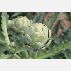 Kron�rtskocka VERT DE PROVENCE - Ekologiska fr�er 