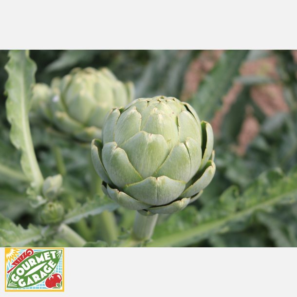 Kron�rtskocka VERT DE PROVENCE - Ekologiska fr�er 