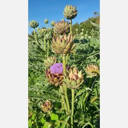 Kron�rtskocka VERT DE PROVENCE - Ekologiska fr�er 