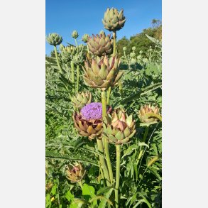 Kron�rtskocka VERT DE PROVENCE - Ekologiska fr�er 