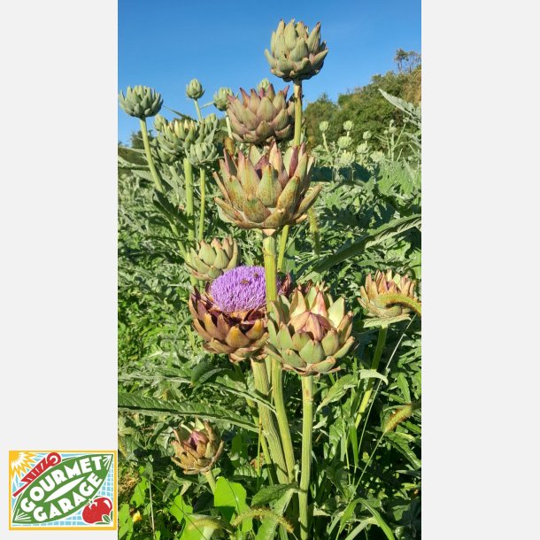 Kron�rtskocka VERT DE PROVENCE - Ekologiska fr�er 